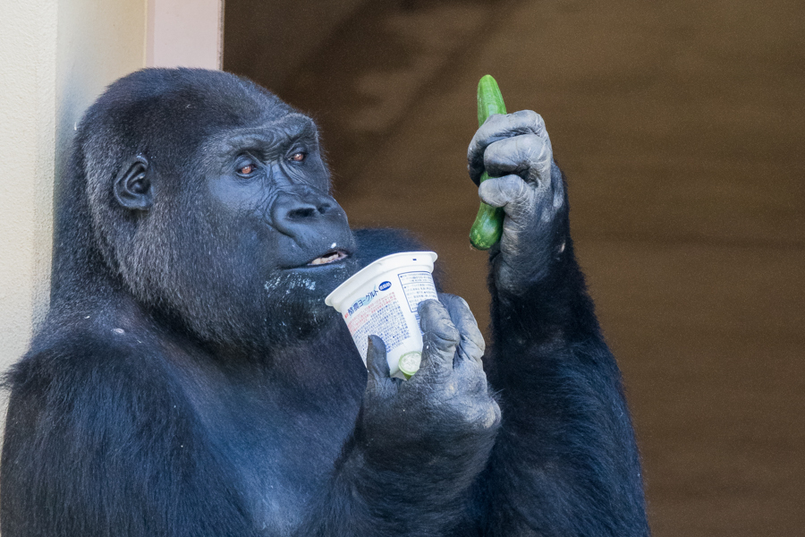 ゴリラ舎に春の陽気 京都市動物園2017/3/4 : ヒトのたぐい
