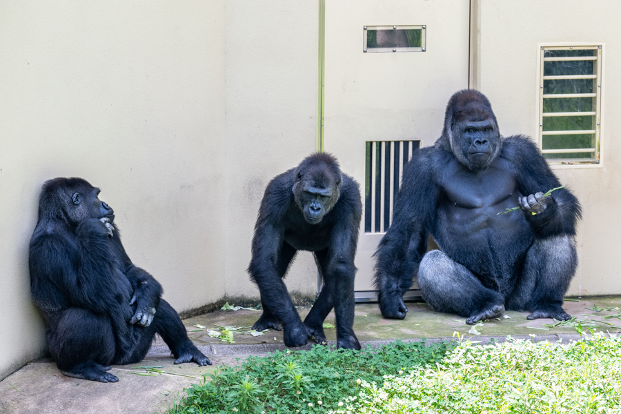 ゴリラの春5 GxvGv7xa0AAD-Dq.jpg