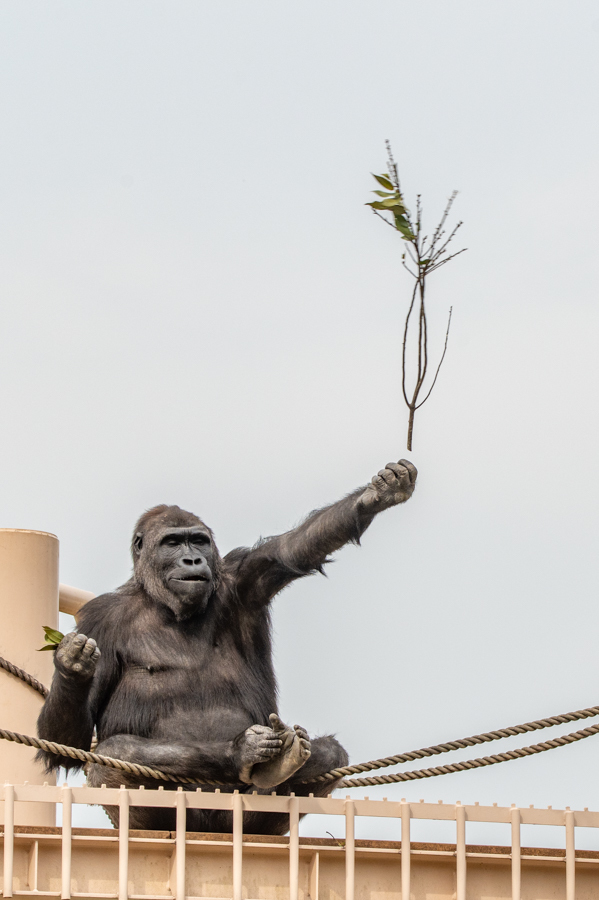ゴリラ・426: 東山のお気に入り